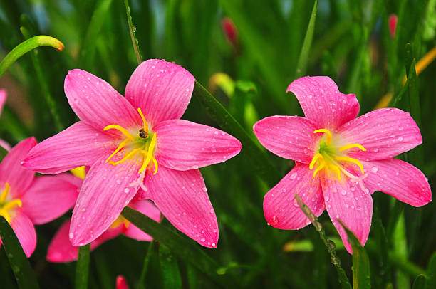 bellissimo fiore di giglio pioggia rosa, da vicino - zephyranthes lily foto e immagini stock