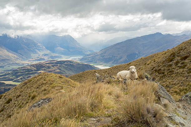 istock Distant sheep on New Zealand's landscape 540842974