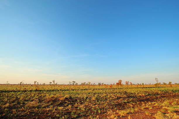 Termite landscape in Australia Termite mounds in Australian outback. termite mound stock pictures, royalty-free photos & images