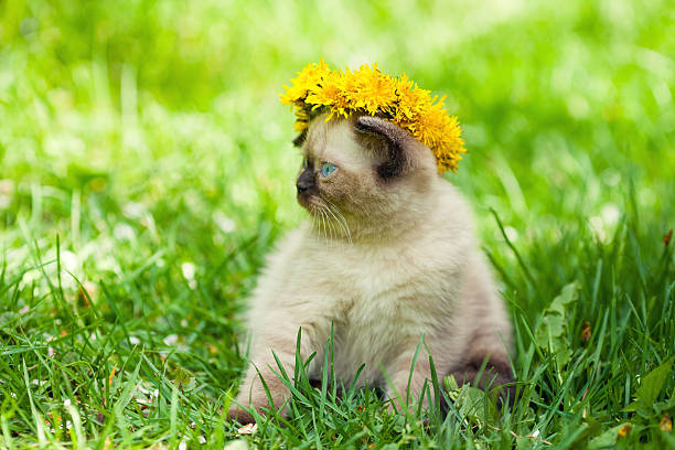 istock Little kitten crowned dandelion chaplet walking in the grass 540843462