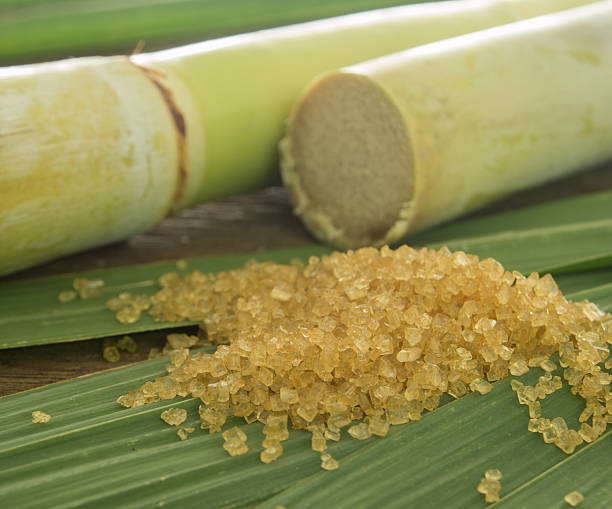 sugar cane stock photo