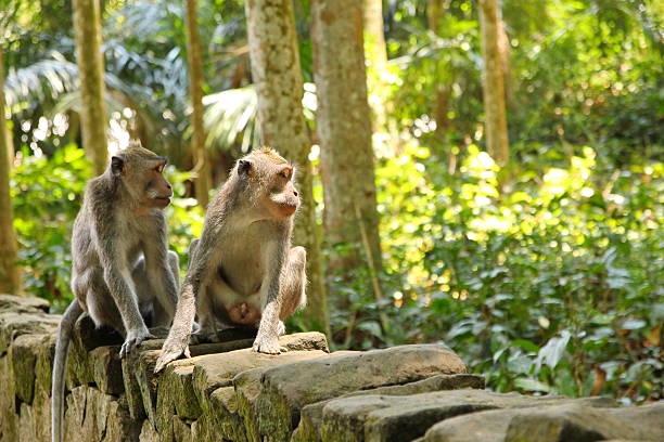 istock Monkeys from the Bali Island, Indonesia 540844292