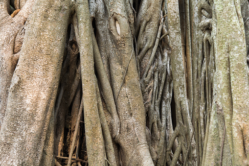 Large brown and green Iguanas in a large tree in West Palm Beach, Florida. Mature Iguanas in a Large Tree in South Florida in the Spring of 2022