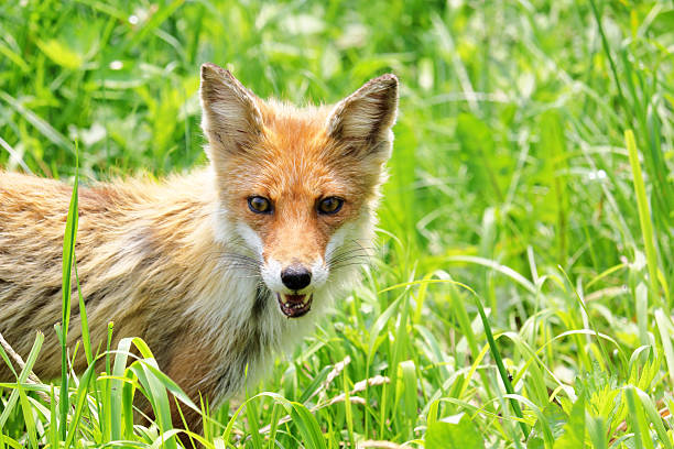 istock Child fox of field 540847152