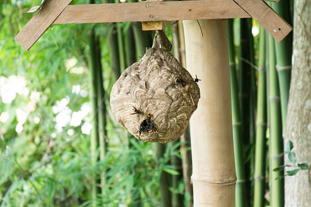nido de avispas - nido-de-avispas fotografías e imágenes de stock