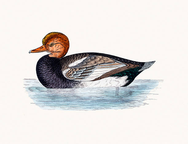 Red Crested Pochard Diving Duck Waterfowl bird A photograph of an original hand-colored engraving from The History of British Birds by Morris published in 1853-1891. netta rufina stock illustrations