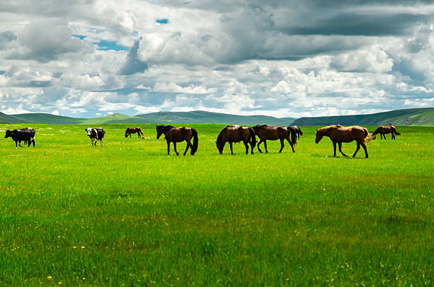 pferde sind auf der wiese - horse panoramic scenics prairie stock-fotos und bilder