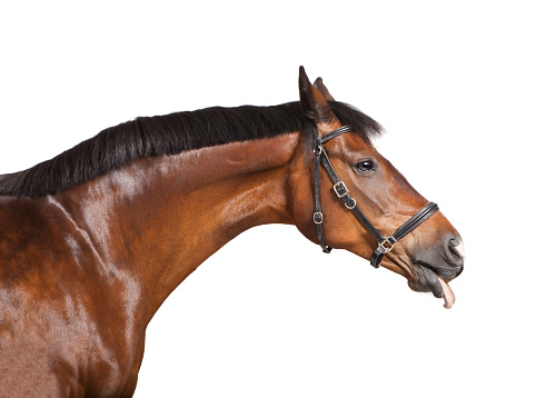 a brown horse in front of a white background sticks his tongue out of the mouth