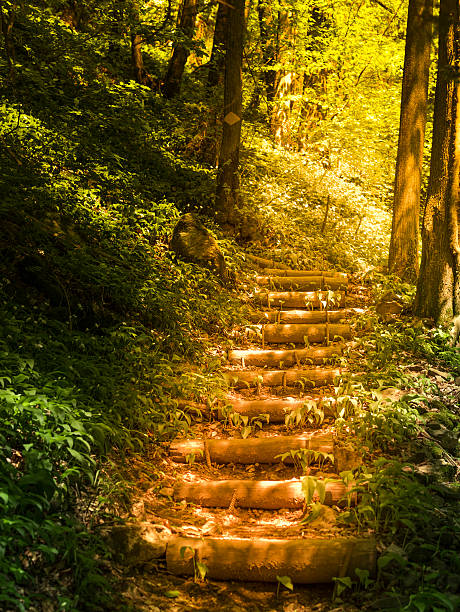 Forest image with stair made for hikers from earth and wooden logs in the Swiss Alps, enlightened by the warm spring sunrays.