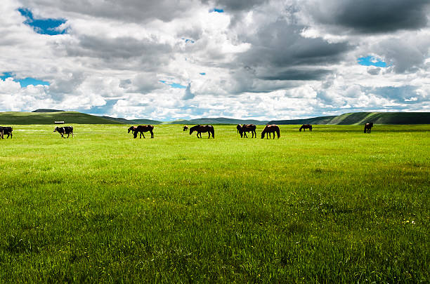 말은 초원에 - horse panoramic scenics prairie 뉴스 사진 이미지