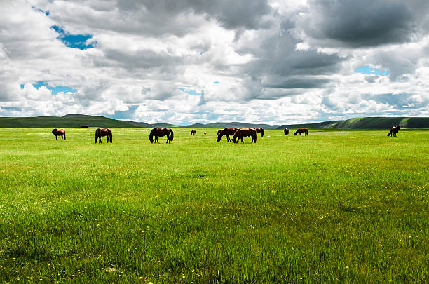 馬は草原にいる - horse panoramic scenics prairie ストックフォトと画像
