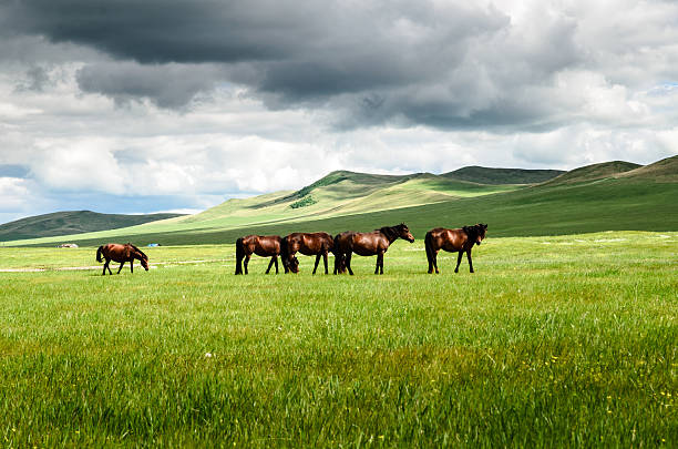 pferde auf der grassland - horse panoramic scenics prairie stock-fotos und bilder