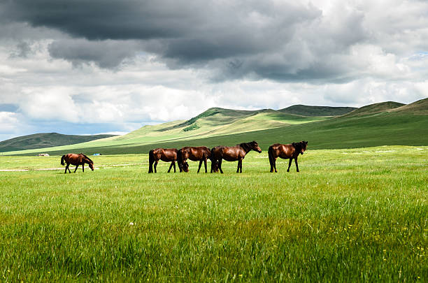 말 이 초원 - horse panoramic scenics prairie 뉴스 사진 이미지