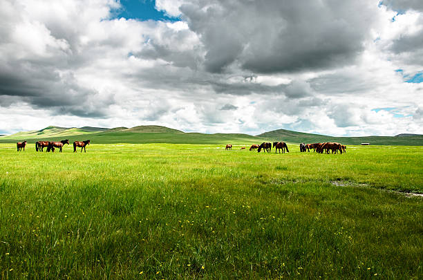 pferde auf der grassland - horse panoramic scenics prairie stock-fotos und bilder