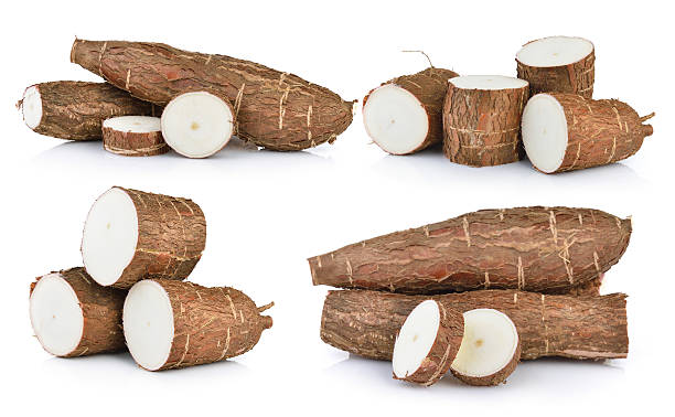 manioc seul sur fond blanc - yucca photos et images de collection