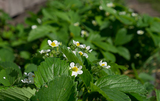 istock blossomed strawberry flowers bushes and leafs 540852670