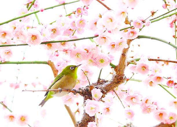 white eye on plum tree - tanka imagens e fotografias de stock