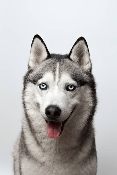 istock Adorable black and white with blue eyes Husky. on grey 540853502