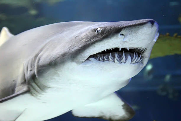 Shark Shark blacktip reef shark stock pictures, royalty-free photos & images