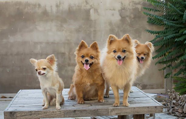 istock group of dogs on table with concrete wall blackground 540855498