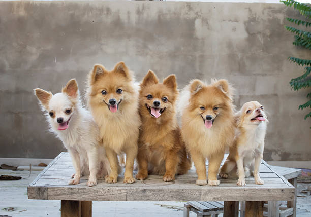 istock group of dogs on table with concrete wall blackground 540855574