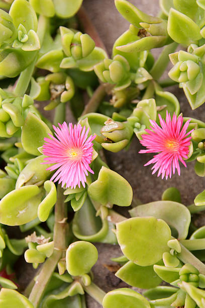 Heartleaf Iceplant (Aptenia cordifolia) This Picture is made along the Coast in a Park during Holidays on the Isle of Madeira in June 2016. heartleaf iceplant aptenia cordifolia stock pictures, royalty-free photos & images