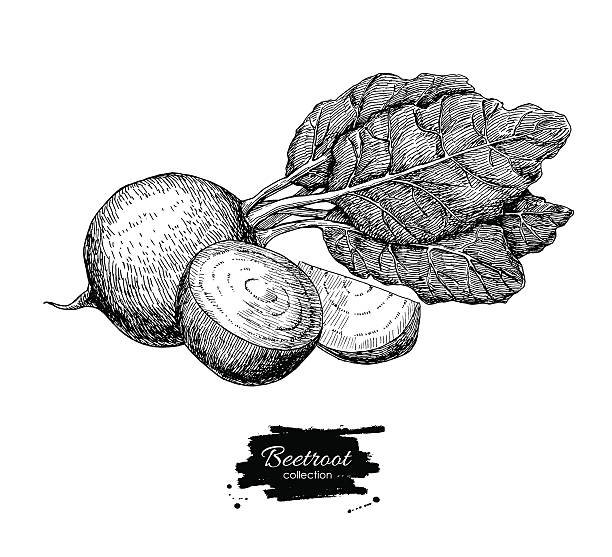 Beetroot hand drawn vector. Isolated engraved style Beetroot vegetable Beetroot hand drawn vector. Vegetable engraved style illustration. Isolated Beetroot and sliced pieces. Detailed vegetarian food drawing. Farm market product. common beet stock illustrations