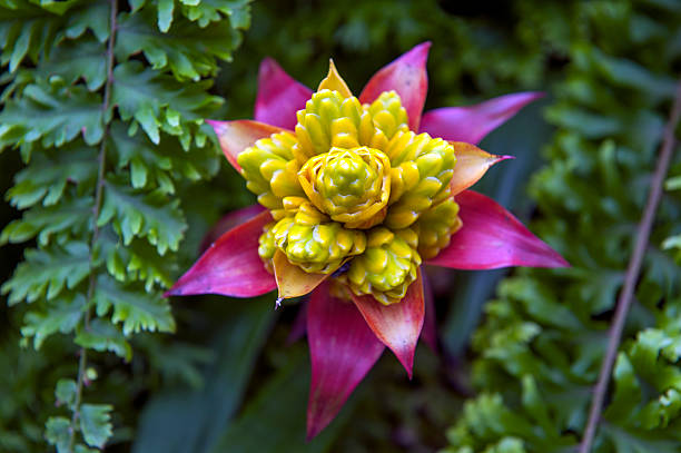 broméliacée guzmania (bromélie) - flower head botany florist forest photos et images de collection