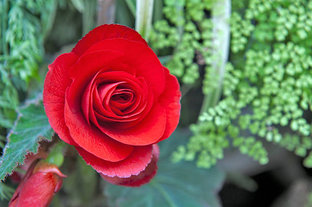istock Rose in the garden 540859060