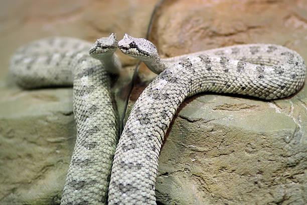 serpente a sonagli - snake biting animal mouth fang foto e immagini stock
