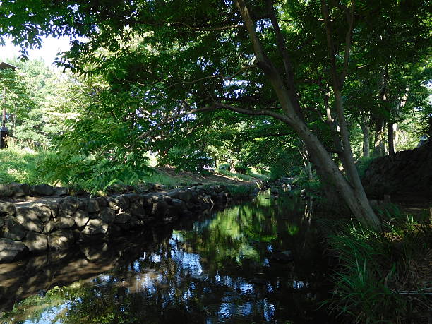 istock The stream of clear water in the forest 540861756