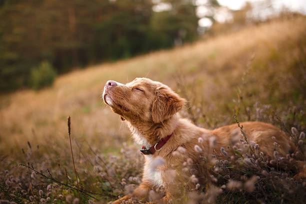 istock Nova Scotia Duck Tolling Retriever 540862846