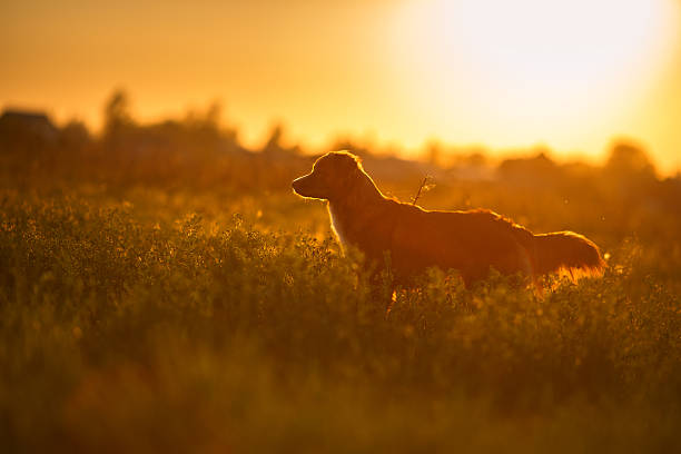 istock Nova Scotia Duck Tolling Retriever Dog 540863028