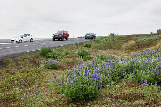 istock Lupines in Iceland are used to prevent sandstorms 540863092