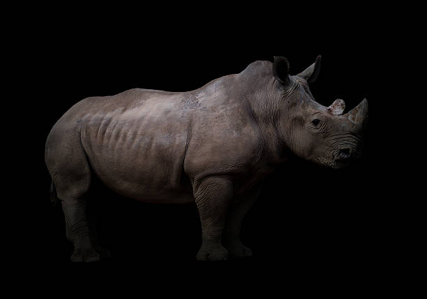 istock white rhinoceros in dark background 540863112