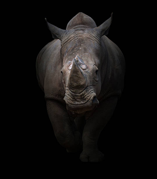 istock white rhinoceros in dark background 540863164
