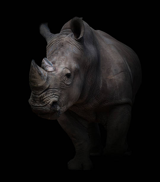 istock white rhinoceros in dark background 540863186