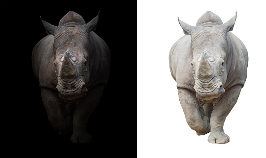 White rhinoceros or square-lipped rhinoceros