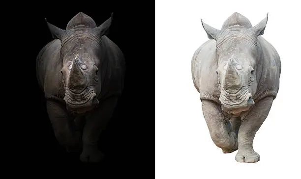 Photo of rhinoceros in dark  and white background