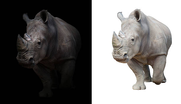 white rhinoceros, square-lipped rhinoceros in dark and white background