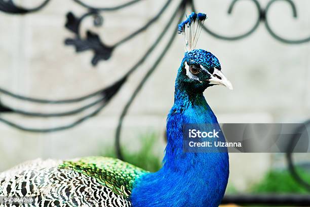 Varicolored Peacock Bird Stock Photo - Download Image Now - Animal, Animal Wildlife, Backgrounds