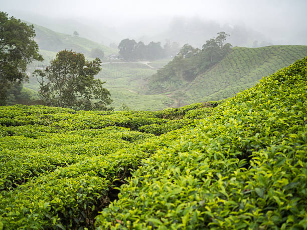 istock Boh Tea plantation in Cameron highlands 540865542
