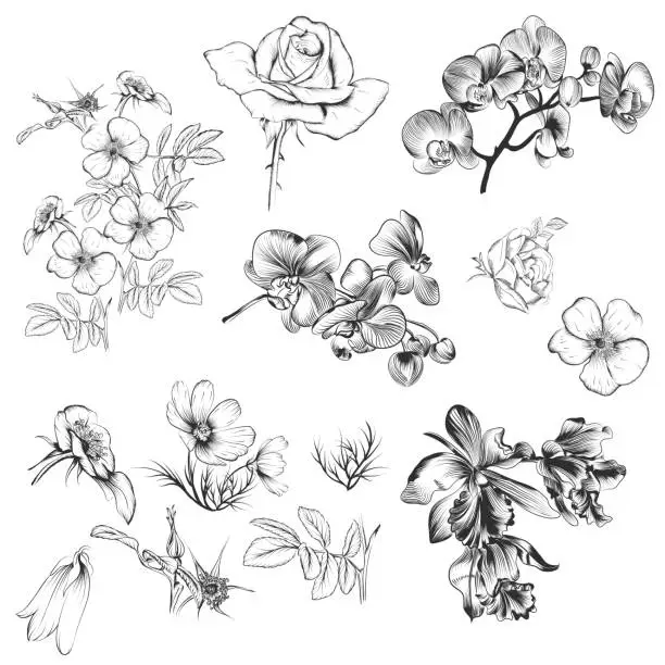 Vector illustration of Collection of vector hand drawn floral elements in engraved styl