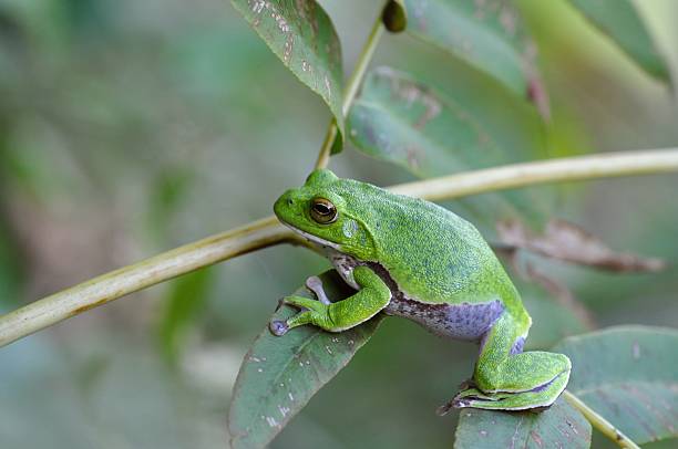 istock Rhacophorus schlegelii 540866424