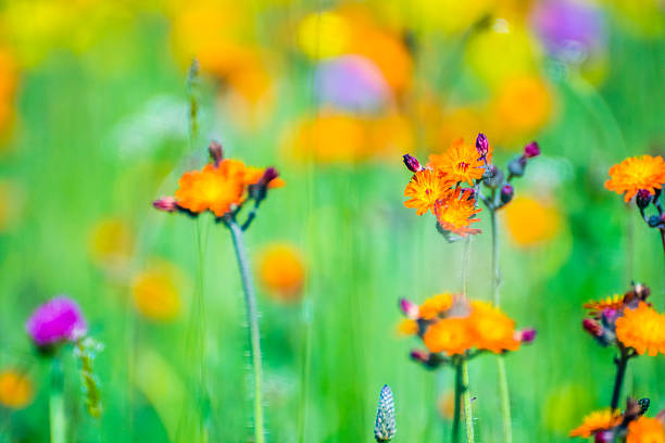 Flowers orange, purple, green background