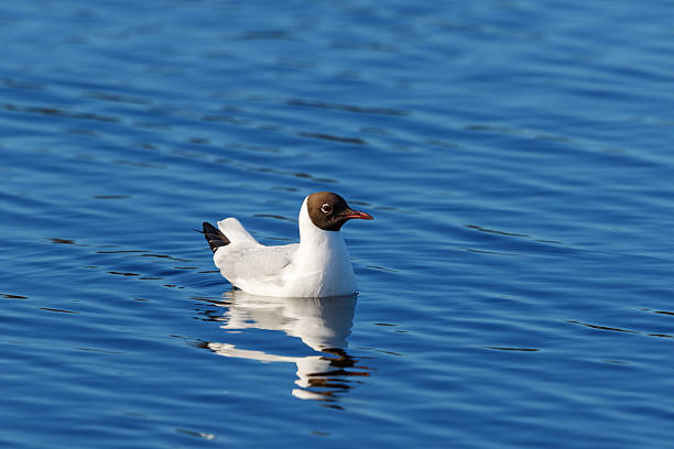 gabbiano dalla testa nera che nuota nel lago - common black headed gull foto e immagini stock