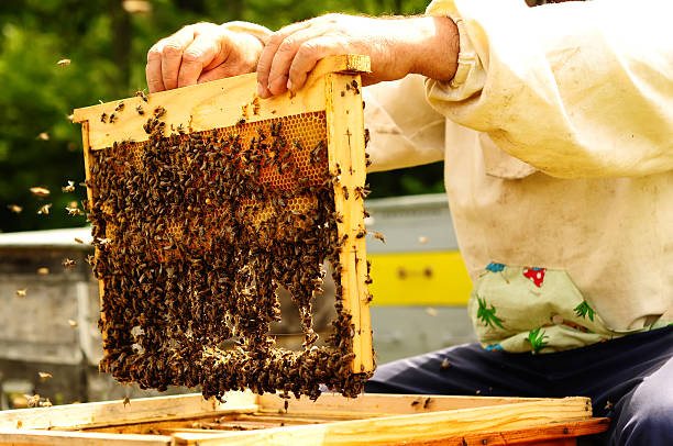 istock Beekeeper holding frame of honeycomb with bees 540868018