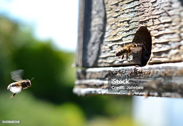 Honey Bee In Flight Stock Photo - Download Image Now - Animal Body Part, Animal Wing, Bee