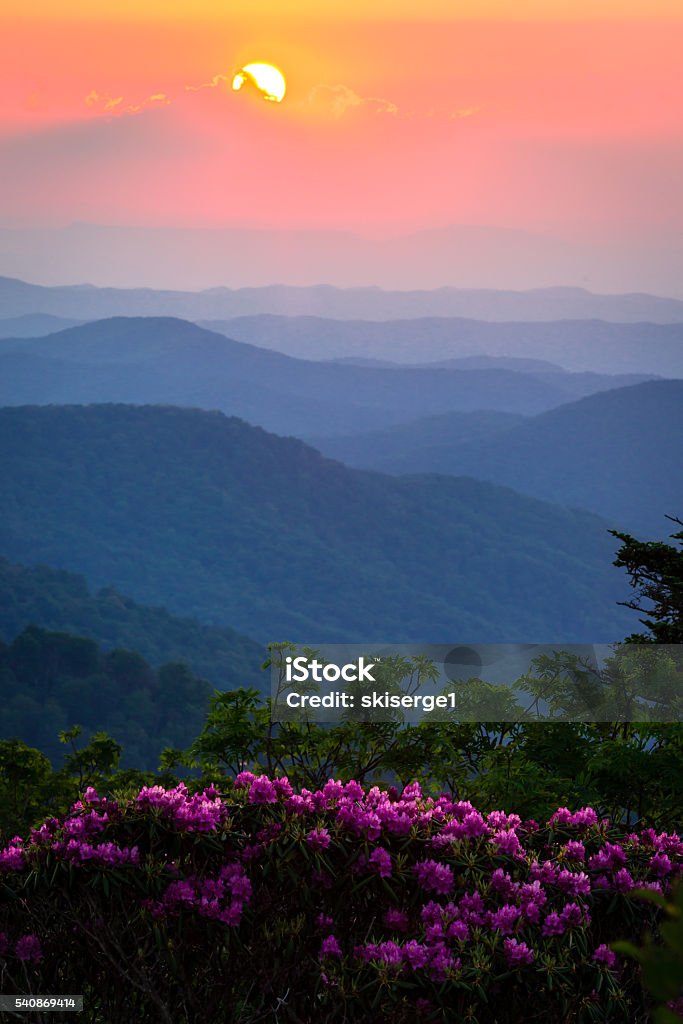 Roan Mountain Sunset The rhododendrons in full bloom on a warm spring evening during an amazing sunset at the Roan highlands in the Blue Ridge Mountains Tennessee Stock Photo
