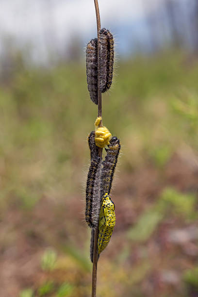 jaja, gąsienica i chrysalis motyl aporia crataegi - branch caterpillar animal hair insect zdjęcia i obrazy z banku zdjęć